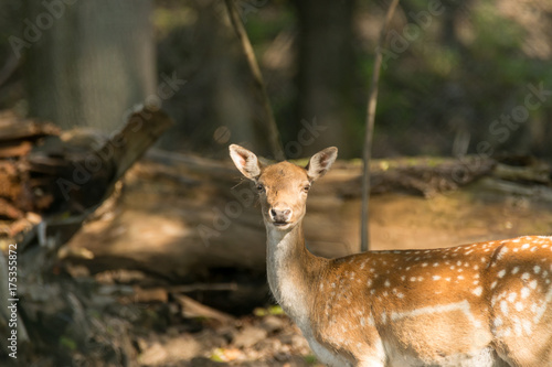 Young deer watching