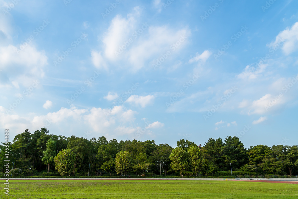 Fototapeta premium 等々力緑地の樹木と青空