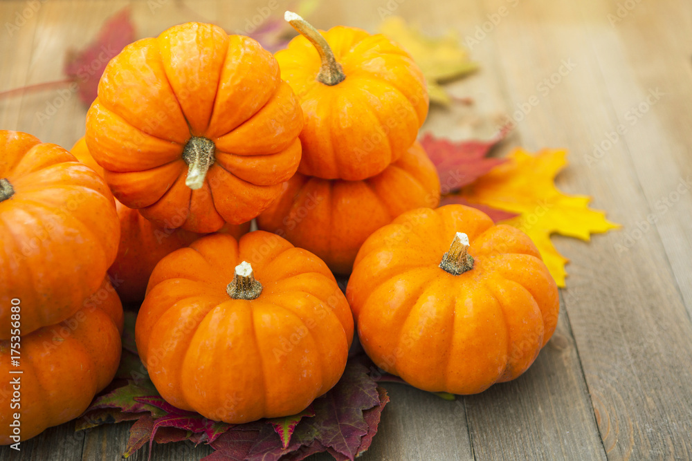 Autumn Thanksgiving Pumpkins Background Autumn Thanksgiving Pumpkins Background