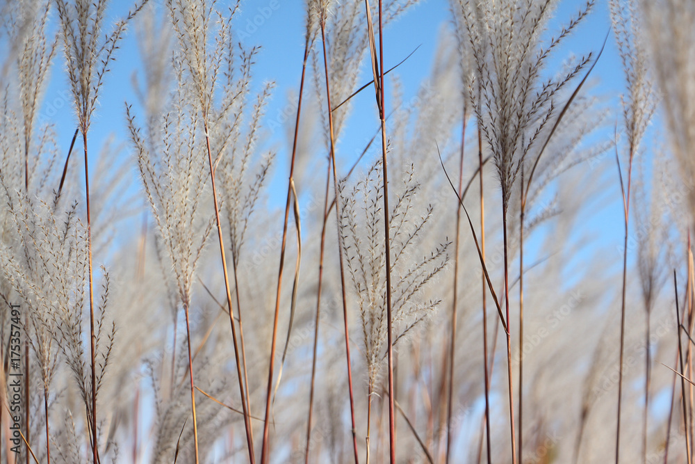 Obraz premium Feather grass on the background of the blue sky