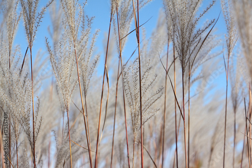 Feather grass on the background of the blue sky