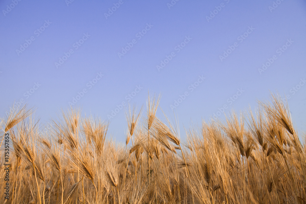 Fototapeta premium Golden barley field with blue sky