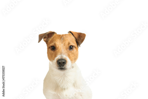 Purebred Jack Russell Terrier dog puppy headshot isolated on white background