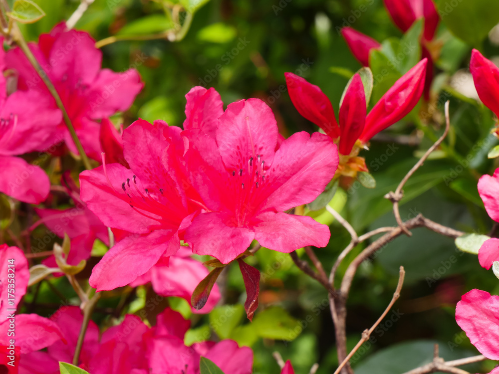 Red Azalea blooms on bush Red Azalea blooms on bush