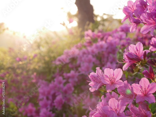 Beautiful light on pink azalea flower in a garden photo