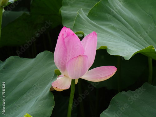  Lotus flower and Lotus flower plants in Korea