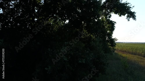 rays of the summer sun shining through the green foliage of the trees photo