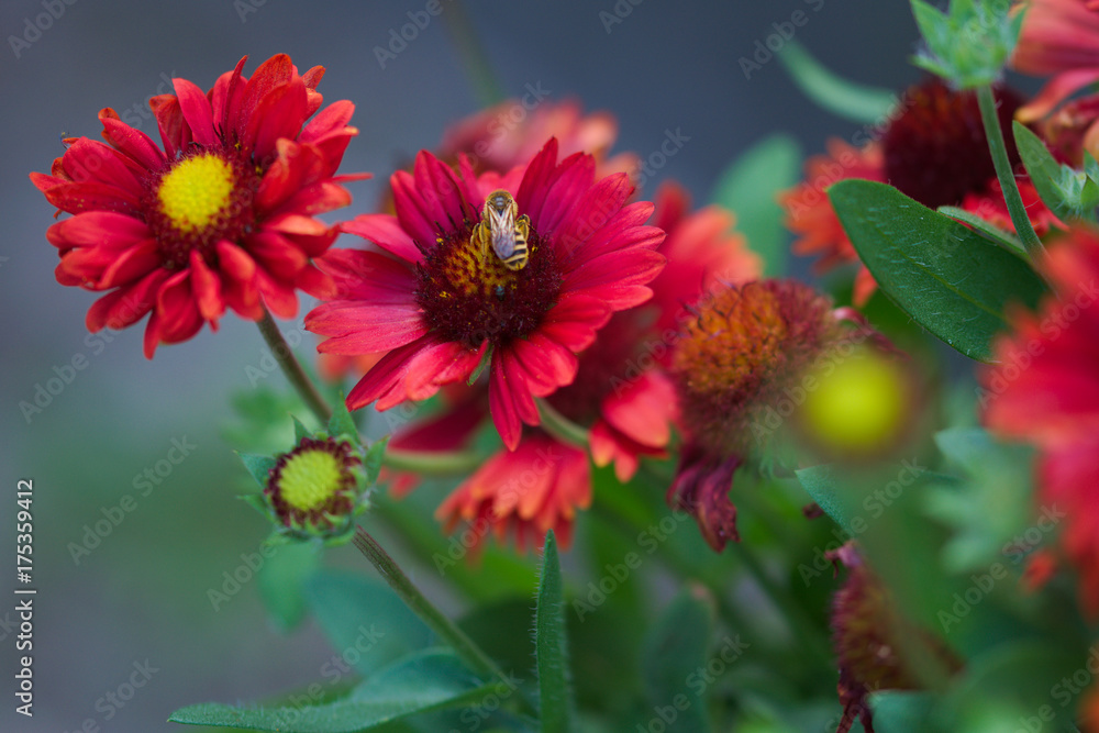 Biene auf einer Kokardenblume Biene auf einer Kokardenblume
