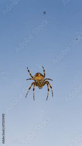 spider on blue sky background. hunter