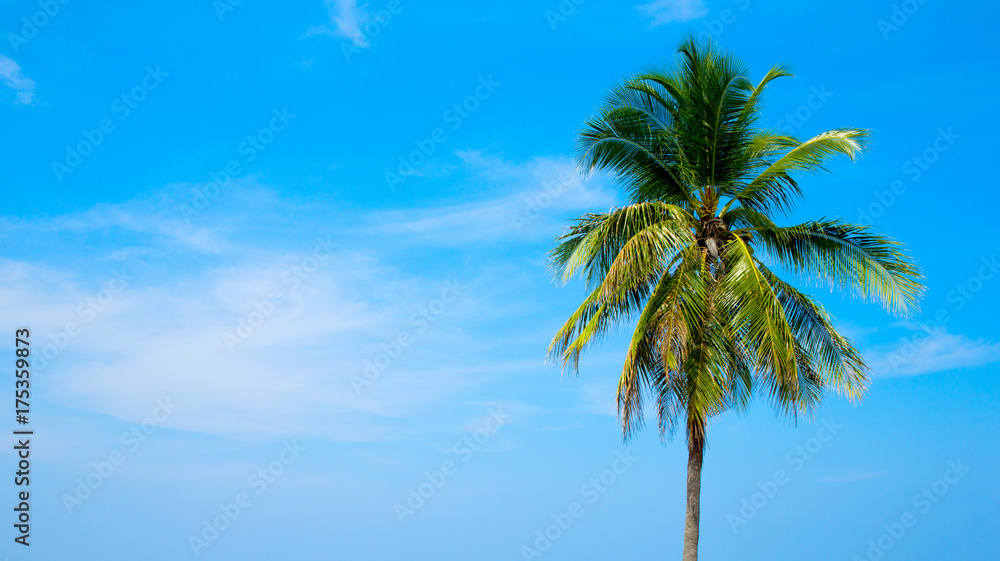Coconut tree on the sky background Coconut tree on the sky background