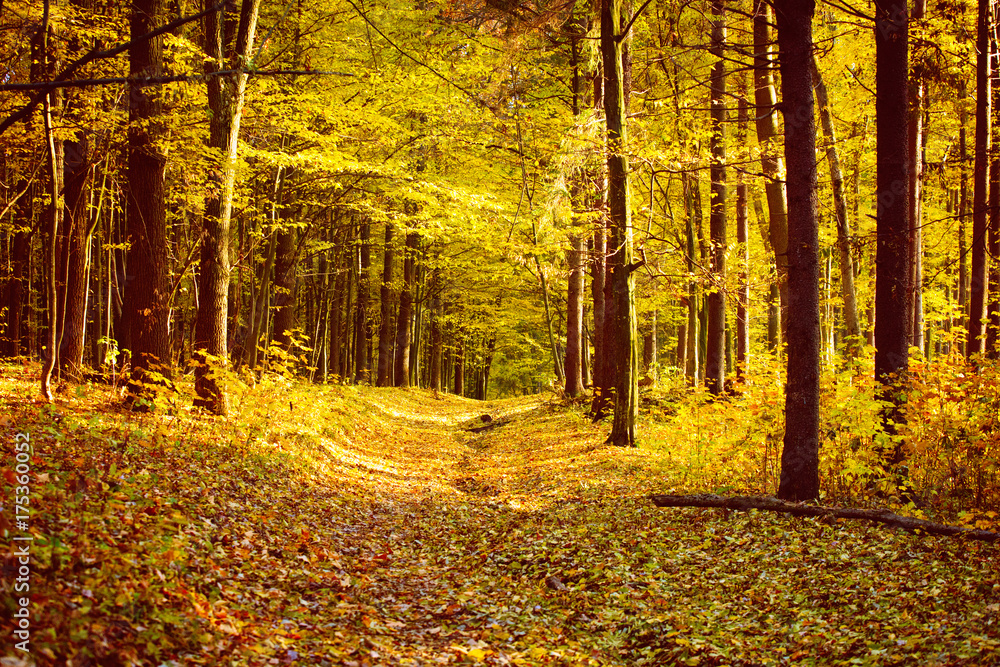 Obraz premium Golden autumnal forest with sunbeams