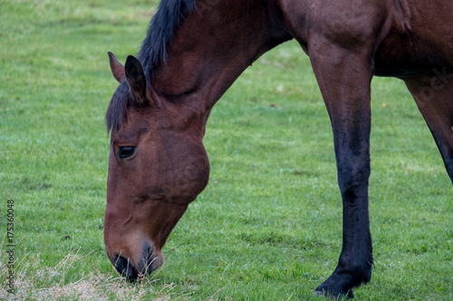 Closeup of Horse eating grass