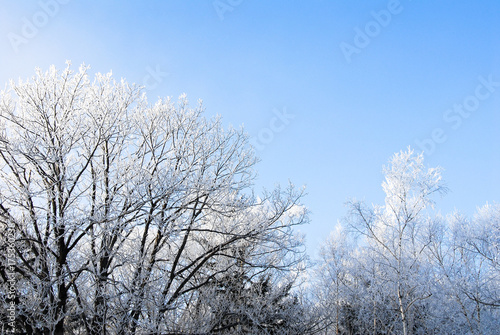冬の道東　霧氷（北海道・川湯温泉） © tatsuo115