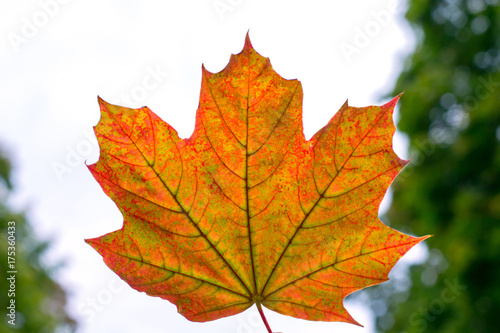 Maple leaf with different shades on a background of autumn sky