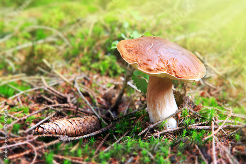 Porcini mushroom in the autumn forest.