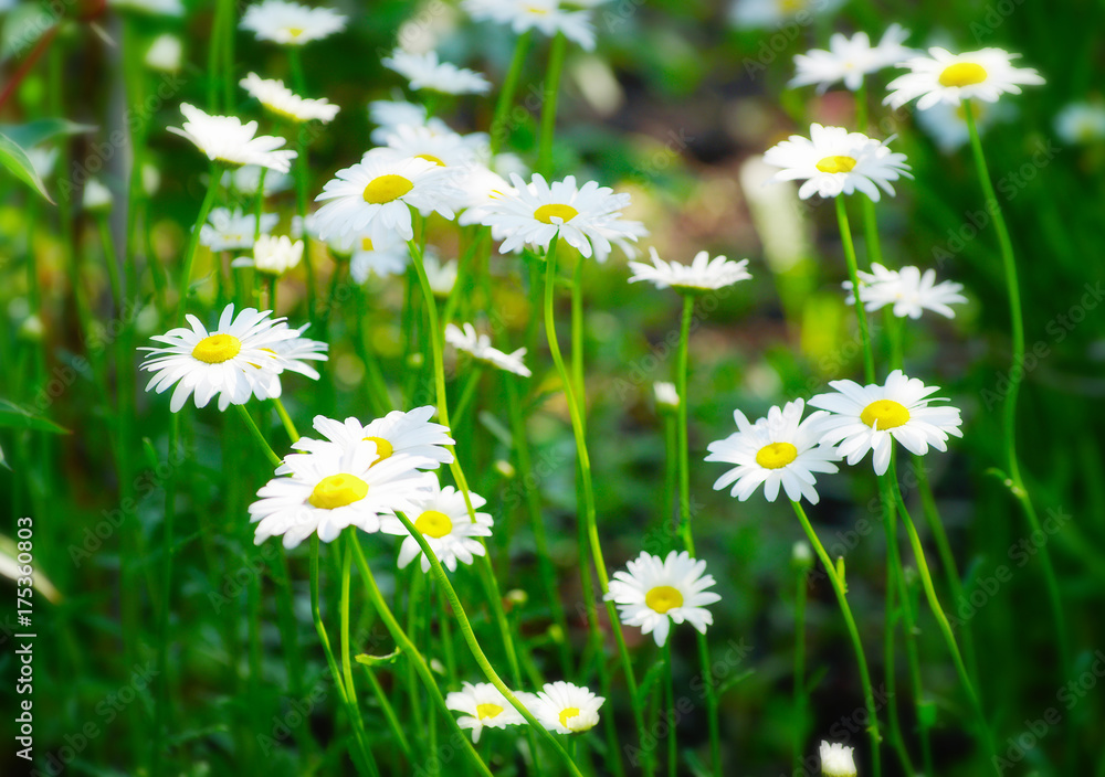 summer flowers camomile blossoms on meadow summer flowers camomile blossoms on meadow