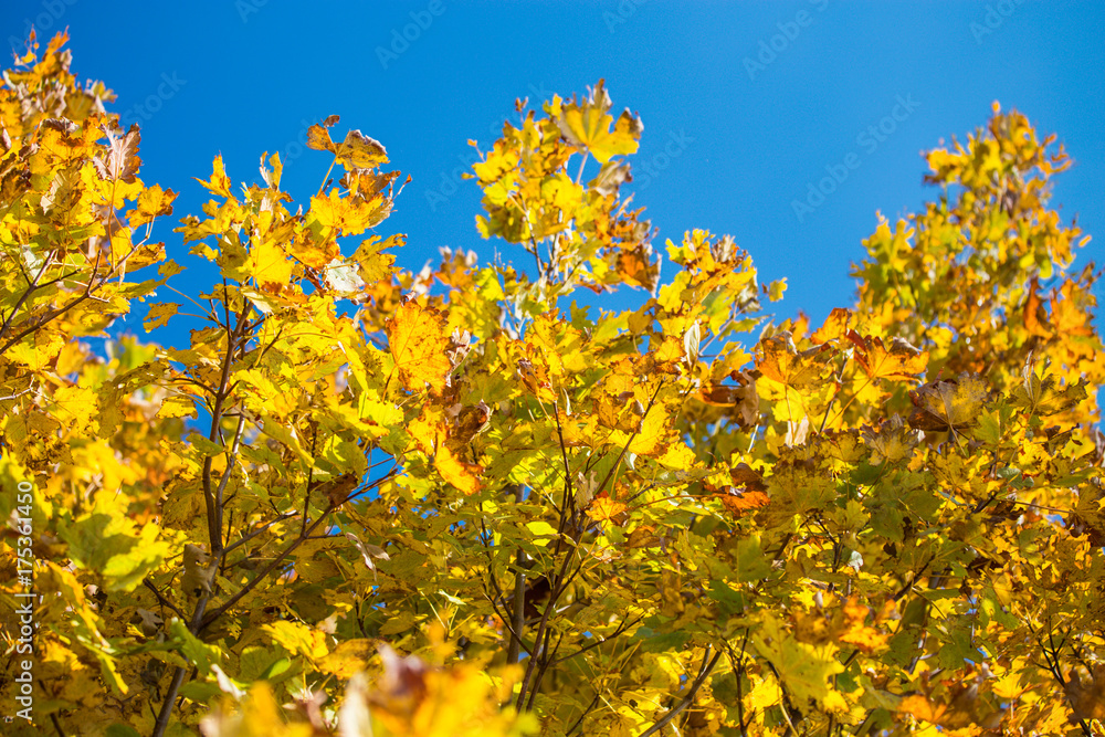 Autumn, yellow leaves on the branch, covered with autumn sun, background blue sky