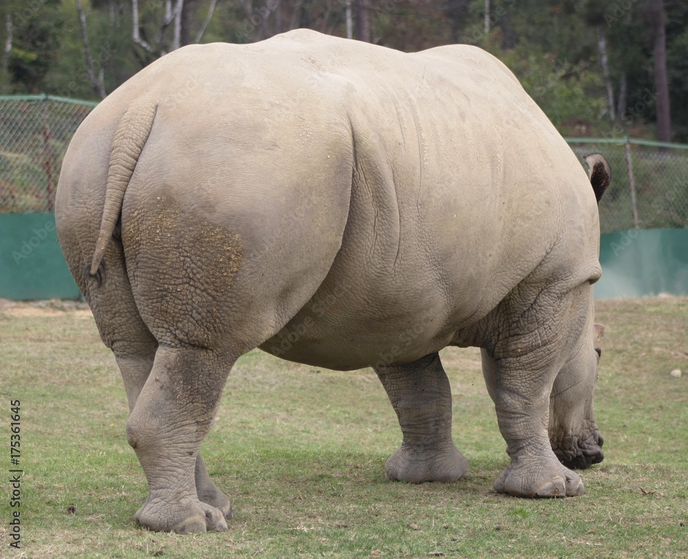 Fototapeta premium White Rhinoceros (Ceratotherium Simum) (1)