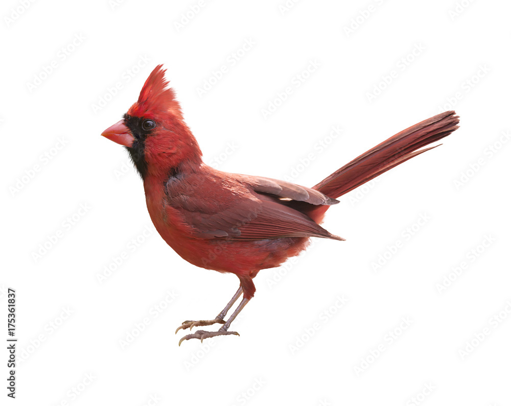 Obraz Male Northern Cardinal