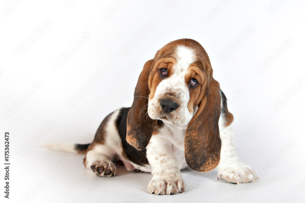 Basset hound puppy sits on a white background