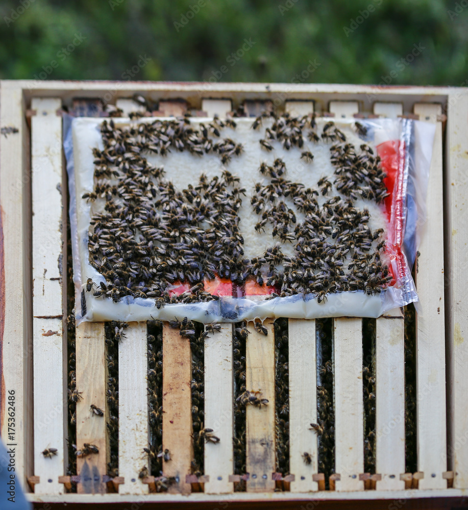 Wooden hive for bees, beekeeping, honey, health, healthy life Wooden hive for bees, beekeeping, honey, health, healthy life