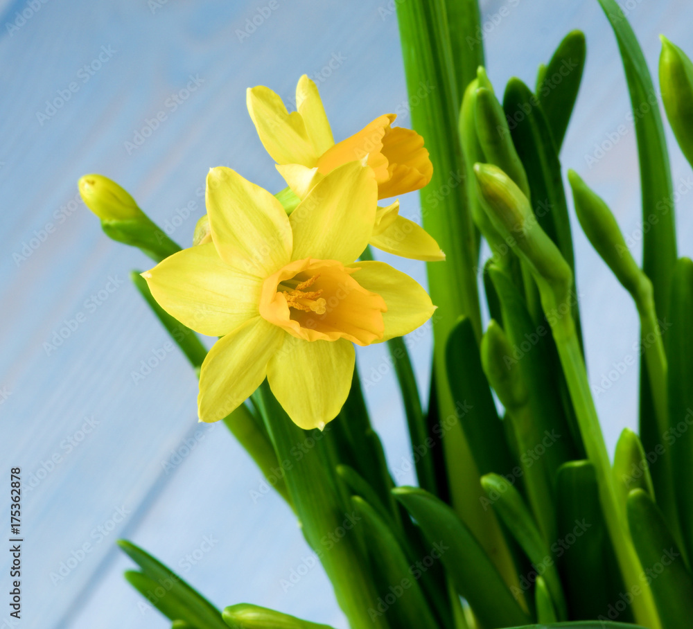 Wild Yellow Daffodils Wild Yellow Daffodils