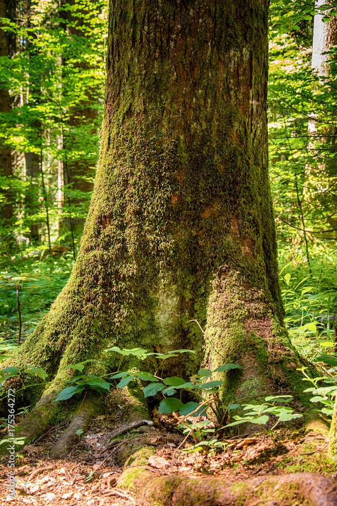 Fototapeta premium the forest