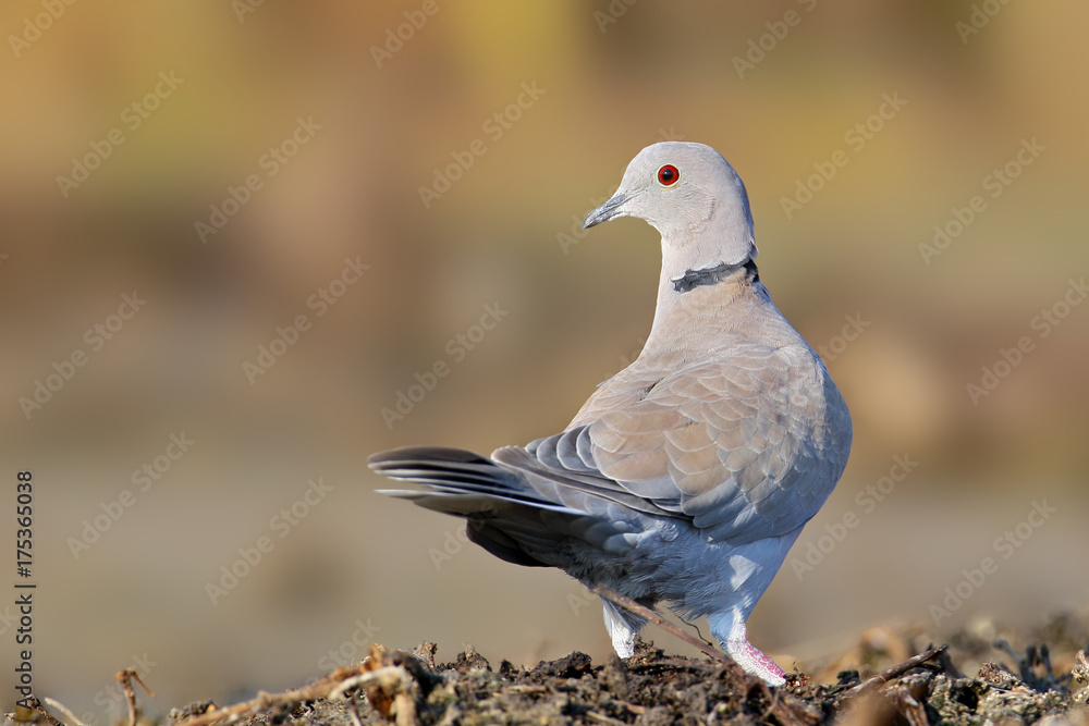 Fototapeta premium The Eurasian collared dove (Streptopelia decaocto) close up portrait on colorfull blurred background