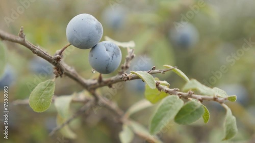 Field shrub of blackthorn sloe food - Close-up blue berries of Prunus spinosa fruit photo