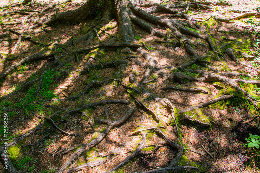 Fototapeta premium deep root of the tree