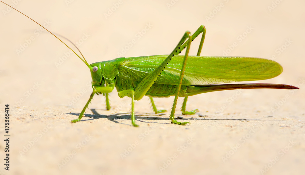 A big grasshopers on the sand close up view. A big grasshopers on the sand close up view.