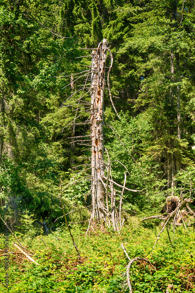 Fototapeta premium sick tree
