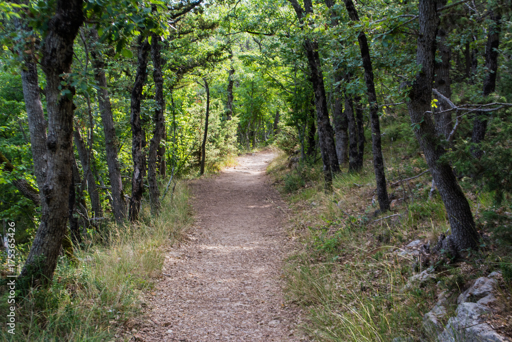 Sunny path Sunny path
