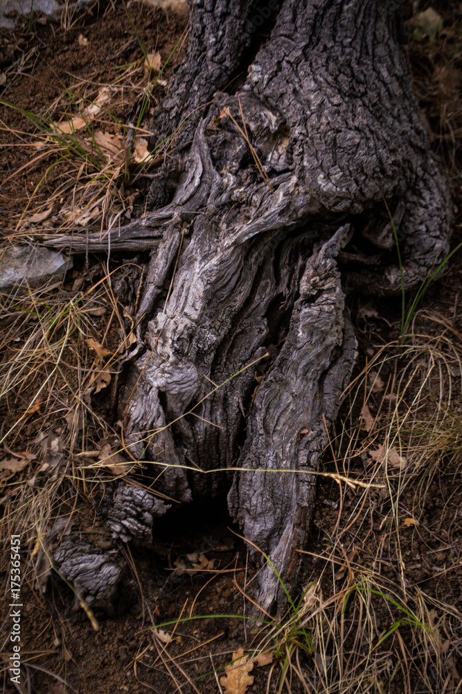The roots of the tree