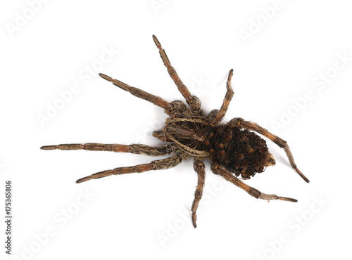 Hairy wolf spider with offspring on back isolated on white background, hogna lenta