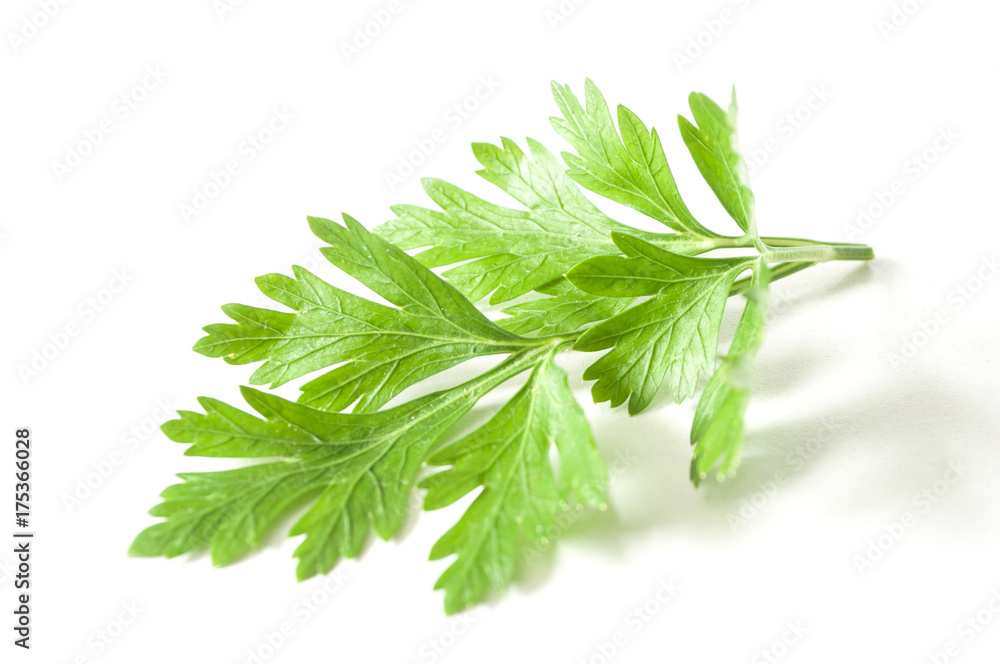 feuille de persil sur fond blanc feuille de persil sur fond blanc