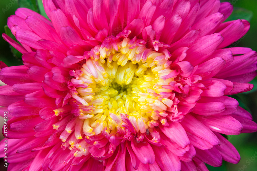 Pink flower of aster Pink flower of aster