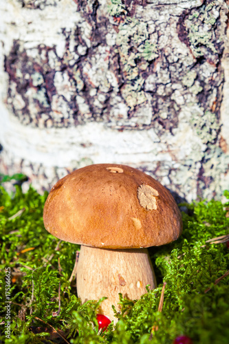 Mushroom on moss. © Oleskaus