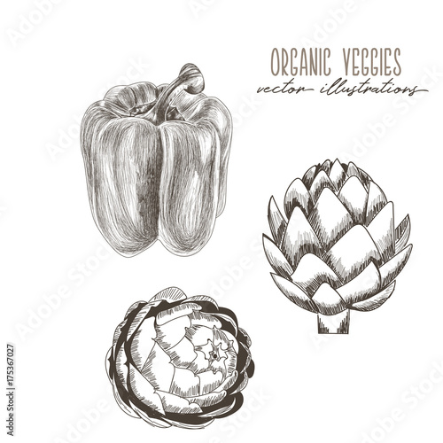 Artichokes, bell pepper -organic vegetables drawings