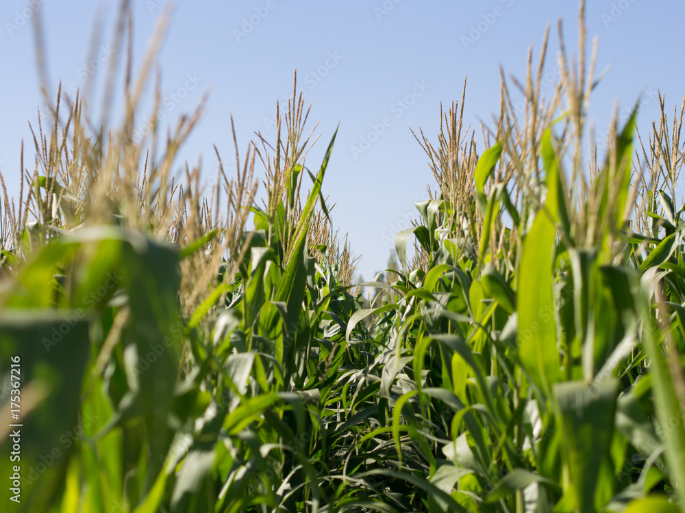Fototapeta premium corn field