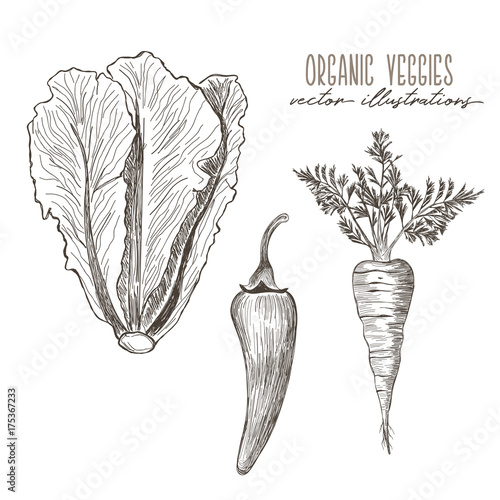 Carrot, chili, lettuce -organic vegetables drawings