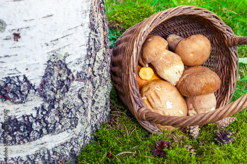  Fresh mushrooms in the basket.