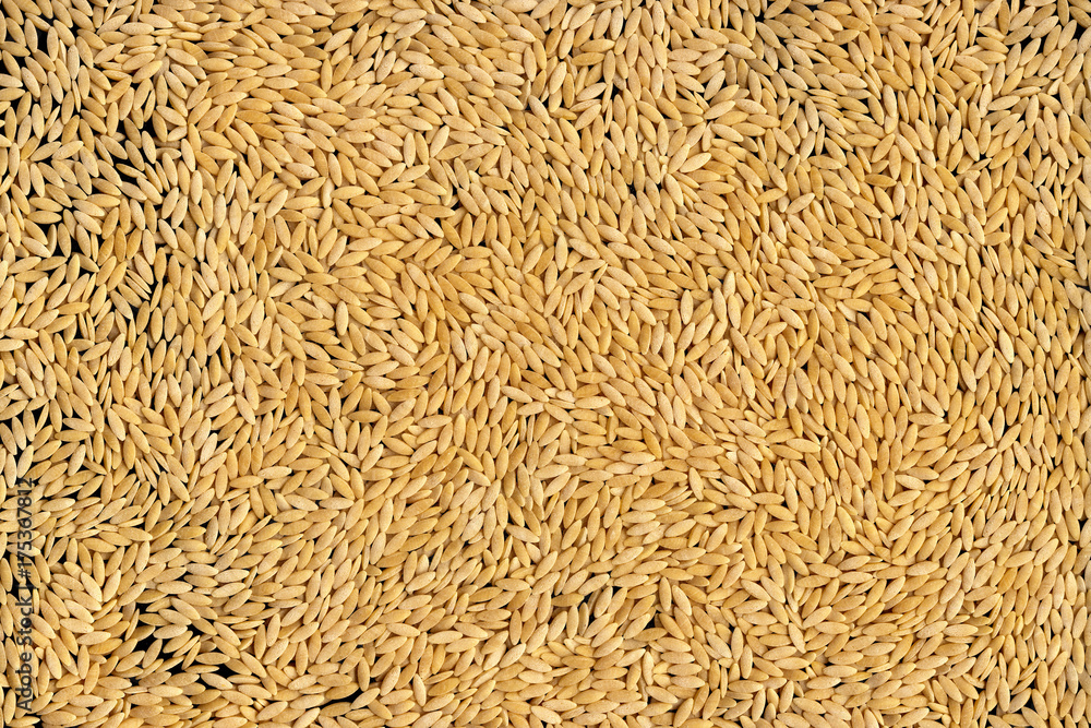 Macaroni figured in the form of grains of cereals