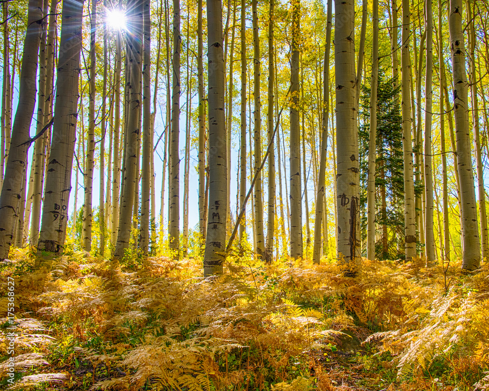 Naklejka premium Fall on Kebler Pass Rd, Colorado