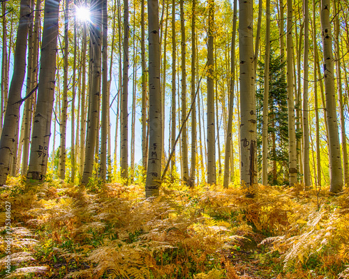 Fall on Kebler Pass Rd  Colorado