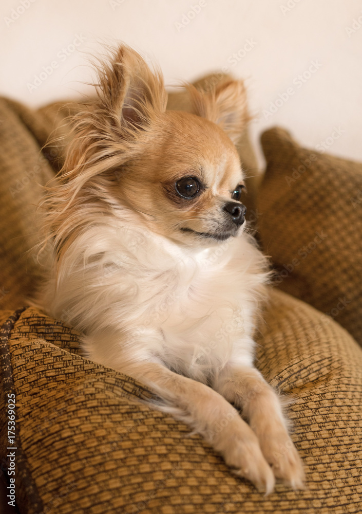 chihuahua on sofa chihuahua on sofa