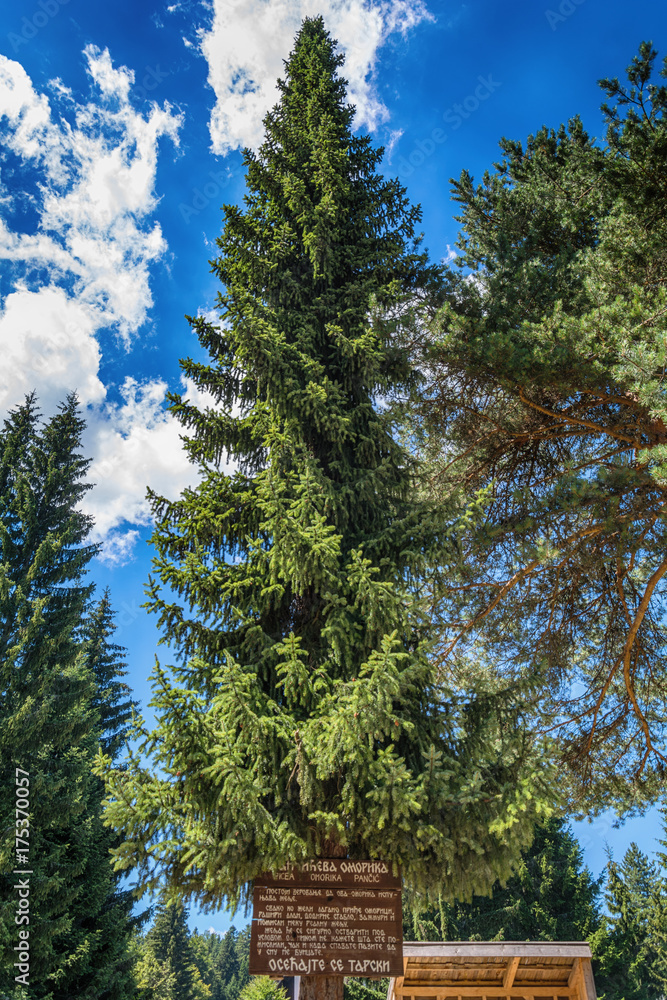 Fototapeta premium Picea omorika
