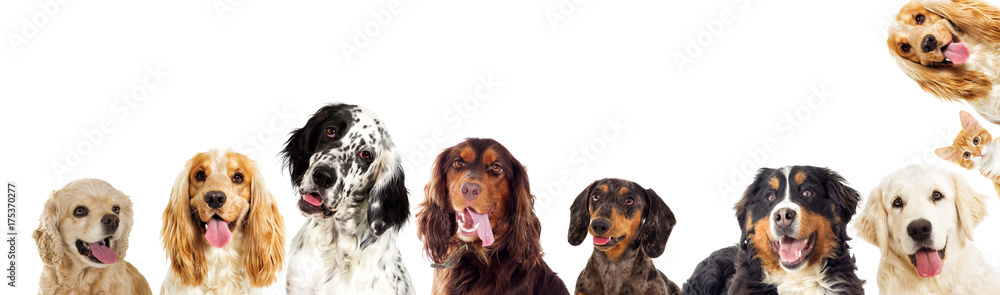 portraits of a group of dogs