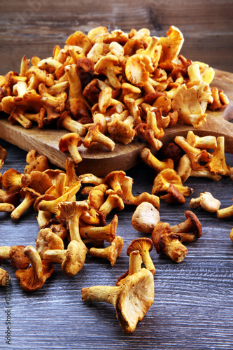 Raw wild chanterelle mushrooms. Composition with wild mushrooms