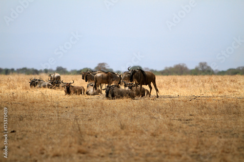 wildebeest family